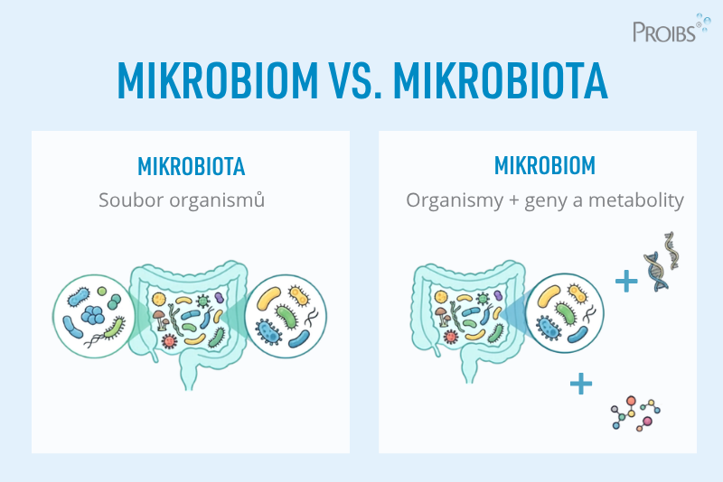 Mikrobiom vs. mikrobiota: srovnání složení střevního mikrobiomu a mikrobioty ve střevě